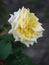 A proud, magnificent mysterious white rose with green leaves in the rays of a hot scorching sun