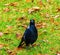 Proud Magpie bird on the green grass