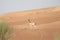 Proud male mountain gazelle posing on top of a desert dune.