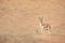 Proud male mountain gazelle posing on top of a desert dune.