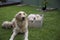 Proud mother - golden retriever dog proudly smiles as she watches over her litter of adorable puppies