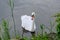 Proud mute swan and his mirror image