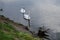 Proud mute swan and his mirror image