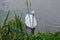 Proud mute swan and his mirror image