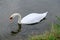 Proud mute swan and his mirror image