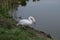 Proud mute swan and his mirror image