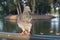 A proud pigeon stands and stares to the left against the background of the lake in the national park in ramat gan, israel