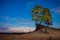 Proud pine tree rooted to the sand under the night sky