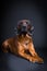 Proud portrait of a bloodhound
