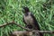 A proud raven on a tree branch looks into the sky.