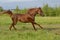 Proud red arabian horse gallop