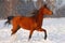 Proud red arabian horse on a snow-covered field