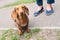 Proud red dachshund standing proud looking directly at the camera. The feet of his owner can be seen next to him