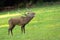 Proud red deer stag roaring on meadow in rutting season.