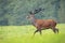 Proud red deer stag walking with head high on meadow in summer.