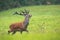 Proud red deer stag walking on meadow with majestic antlers.