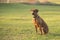 Proud Rhodesian Ridgeback dog is sitting on a green meadow against blurred background