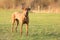Proud Rhodesian Ridgeback dog is standing on a green meadow against blurred background