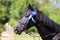 Proud rider wearing badges on the winner horse after competitions