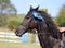 Proud rider wearing badges on the winner horse after competitions