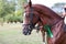 Proud rider wearing badges on the winner horse after competitions