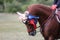 Proud rider wearing badges on the winner horse after competitions