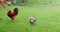 A proud rooster and a couple of hens are walking on the green grass in a country yard.
