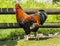 Proud rooster in front of wooden fence