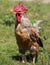 Proud rooster with red crest outdoors in the chicken coop