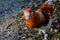 Proud rooster in a serene field, its majestic red and white plumage gleaming in the sunlight