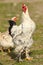 Proud rooster singing in the farm yard