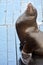A proud Sea lion showing off at Pier 39