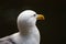 Proud Seagull frivolous