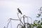 Proud single bird sitting on a gray sky background on a dry bush