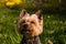 Proud sitting york dog sitting in the meadow.