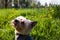 Proud sitting york dog sitting in the meadow. Spring grass.