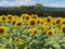 Proud Summer Sunflowers