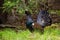 Proud western capercaillie strutting in the morning sunlit forest