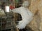 Proud White Leghorn Hen