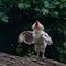 A proud white rooster flapping its wings