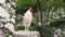 Proud white rooster with red comb and wattles on a trunk