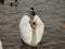 Proud white Swan on the Vltava river. centre of Prague.