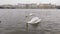 Proud white swans are floating on Vltava river in Prague in cloudy day, amazing cityscape