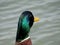 A proud wild duck on the shore of a lake