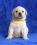 Proud yellow labrador puppy laying on the blue background