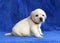 Proud yellow labrador puppy siting on the blue background