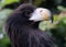 Proud Young Steller\'s Sea eagle