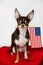 Pround chihuahua with America flag.