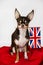 Pround chihuahua with english flag.