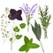 Provencal herbs vector stock illustration. Basil, Rosemary, Thyme, Peppermint, Oregano, Marjoram